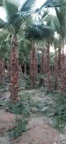 نخيل واشنطني جميع المقاسات والاحجام 9