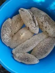عسل طبيعي 100   من جبال الجنوب ( وحشي ) 0