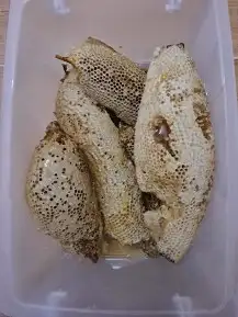 عسل طبيعي 100   من جبال الجنوب ( وحشي ) 3