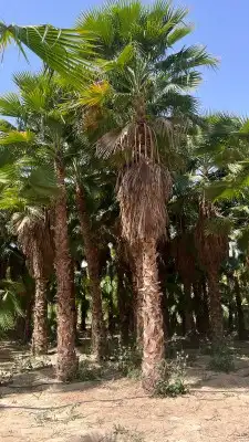 نخيل واشنطني جميع المقاسات والاحجام 13