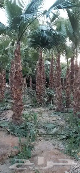 توريد وزراعة نخيل عربي وزينه 5