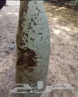 عسل طبيعي 100   من جبال الجنوب ( وحشي ) 1