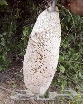 عسل طبيعي 100   من جبال الجنوب ( وحشي ) 2
