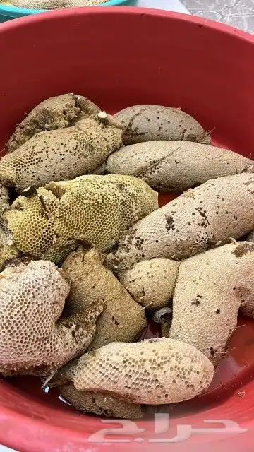 عسل طبيعي 100   من جبال الجنوب ( وحشي ) 6