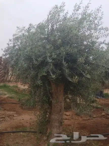 توريداشجار زيتون 7
