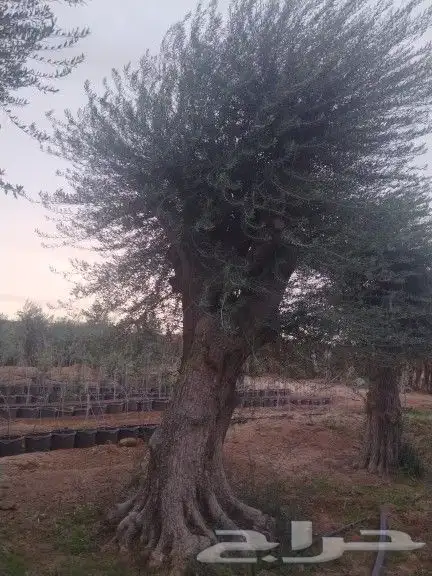 توريداشجار زيتون 3