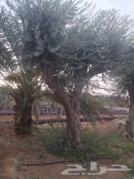 توريداشجار زيتون 2