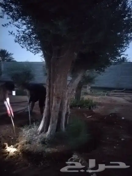 توريداشجار زيتون 6