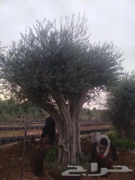 توريداشجار زيتون 0