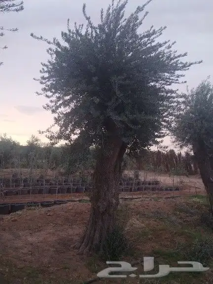 توريداشجار زيتون 5
