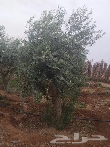 توريداشجار زيتون 8