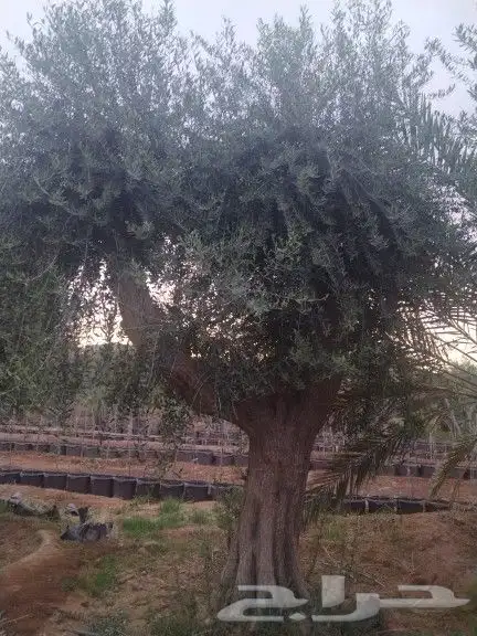 توريداشجار زيتون 1