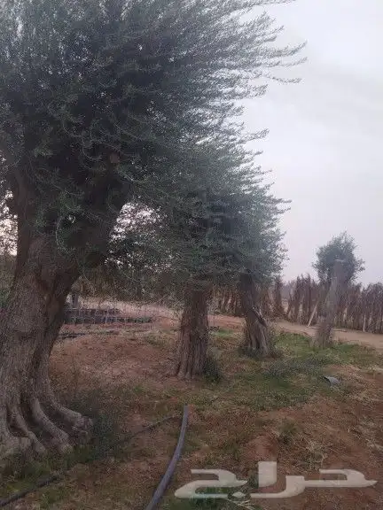 توريداشجار زيتون 4