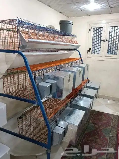 بطاريات ارانب 14 عين 4