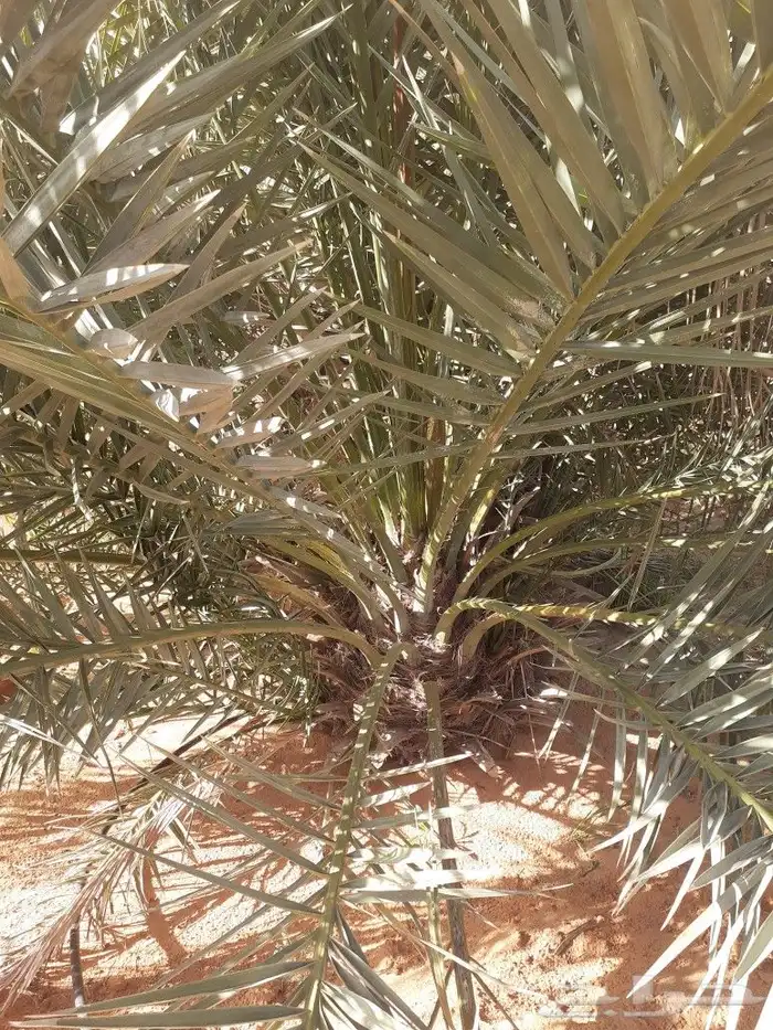 فروخ سكري وصقعي واخلاص وبرحي 1