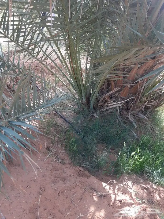 فروخ سكري وصقعي واخلاص وبرحي 3