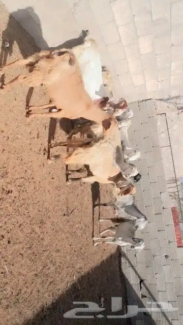 10 معزا مصريات سلالة حليب فواخر( تم البيع خارج الموقع ) 0