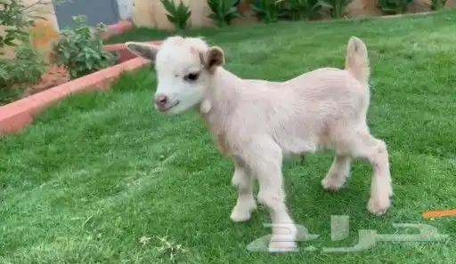 ماعز قزمي 3 جفرات اناثي عمر اسبوعين فواتح 3