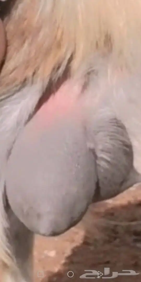 10 معزا مصريات سلالة حليب فواخر( تم البيع خارج الموقع ) 2