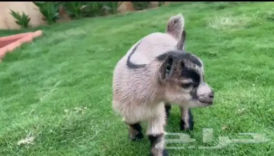 ماعز قزمي 3 جفرات اناثي عمر اسبوعين فواتح 2