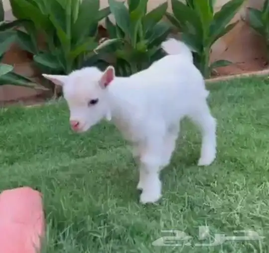 ماعز قزمي 3 جفرات اناثي عمر اسبوعين فواتح 1