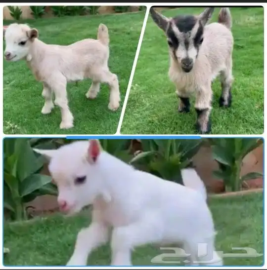 ماعز قزمي 3 جفرات اناثي عمر اسبوعين فواتح 0