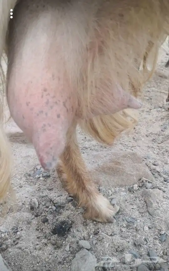 10 معزا مصريات سلالة حليب فواخر( تم البيع خارج الموقع ) 1