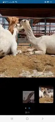 حلاق ابل مزين اي مكان اي زمان 2