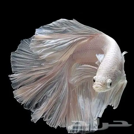 فروخ غر دره وروز وكروان 13