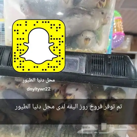 فروخ غر دره وروز وكروان 2