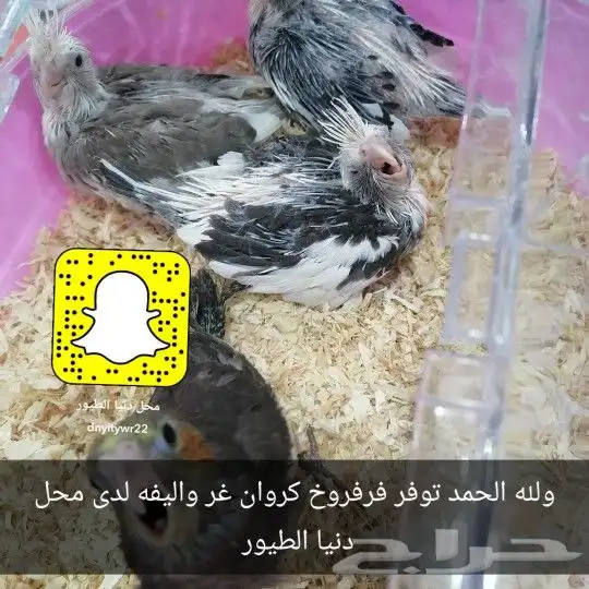 فروخ غر دره وروز وكروان 1