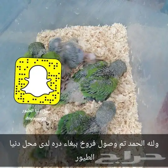 فروخ غر دره وروز وكروان 0