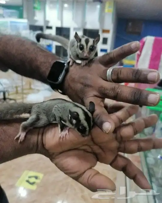 فروخ غر دره وروز وكروان 14