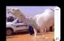 حلاق ابل مزين اي مكان اي زمان 0