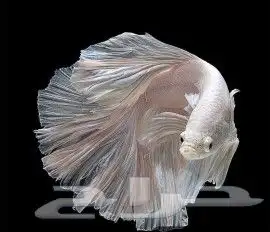 سمك الفايتر فايتر زينه بيتا البيتا 0