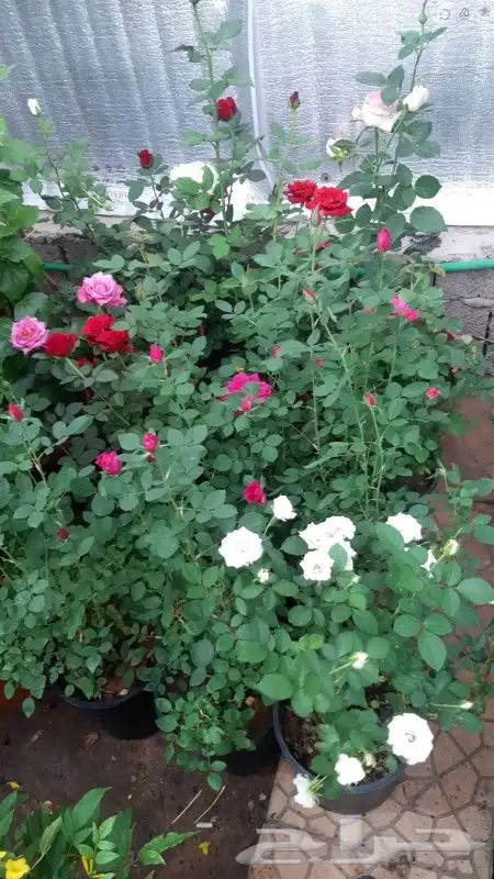 مشتل نسائم الربيع 23