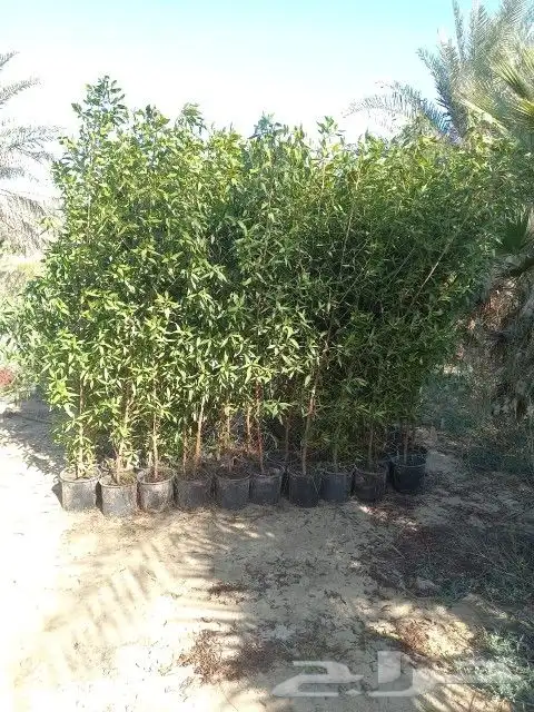 مشتل نسائم الربيع 30