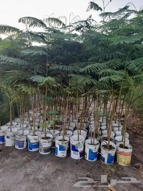 مشتل نسائم الربيع 28