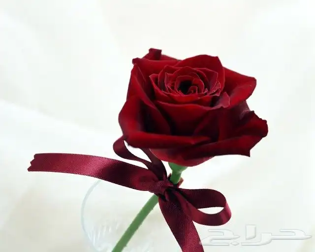 دعاية واعلان تبوك 17