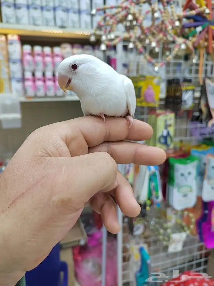 للبيع فرخ غر نادر وجذاب 5