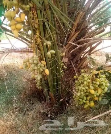 نخل مثمر للبيع فسايل وجثايث مثمر نخل 9