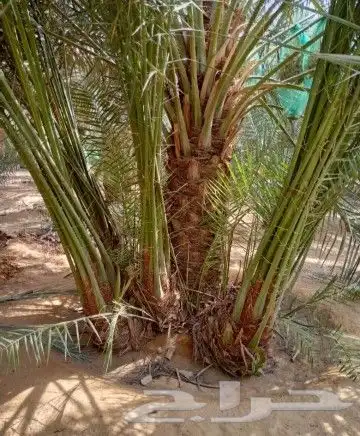 نخل مثمر للبيع فسايل وجثايث مثمر نخل 7