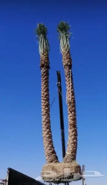 نقايل سكري واخلاص وصقعي 3