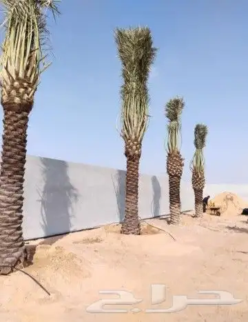 نقايل سكري واخلاص وصقعي 2