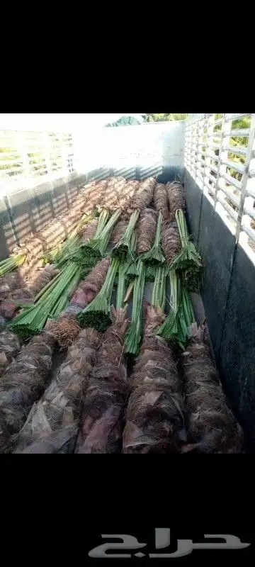 نقايل سكري واخلاص وصقعي 4