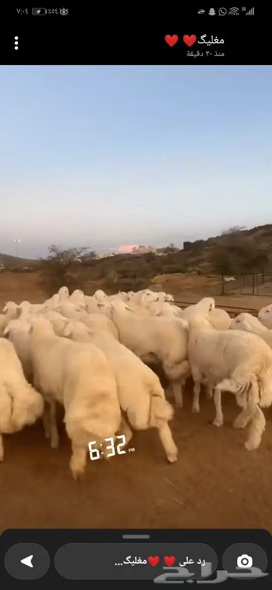 طليان وتيوس للبيع في أبها 3