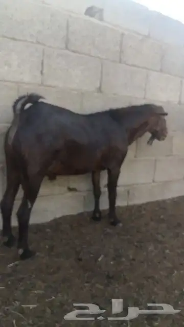 فحل أجم ادهم أدبس(تم البيع) 1