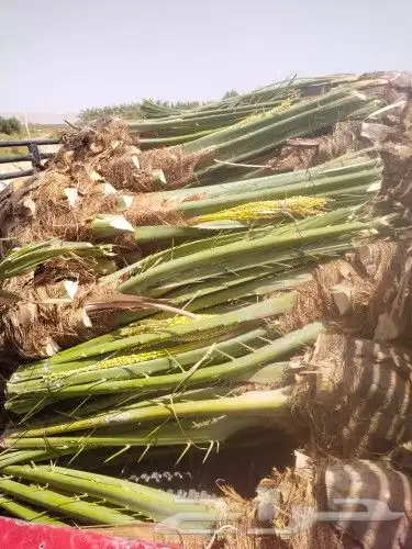 نخيل فروخ عجوه مجدول وعنبره لاسعار مناسبه 1