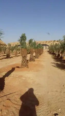 شبوك ونخيل الدمام 9