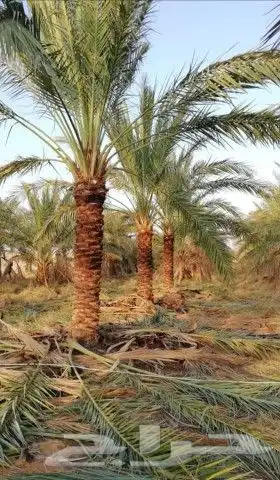 شبوك ونخيل الدمام 8